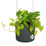 b.for swing 18cm leaf green